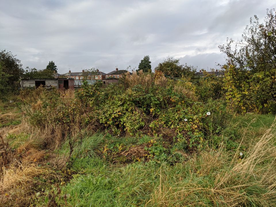 Allotment - the beginning